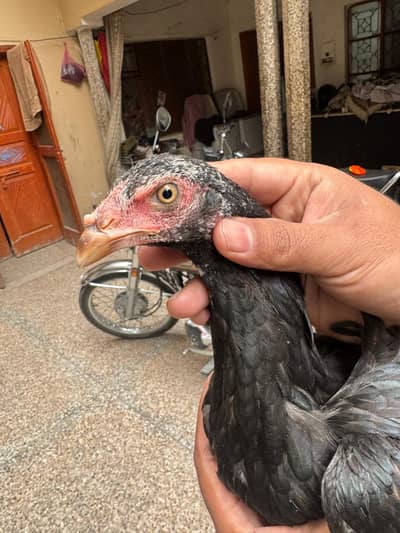 Quality Lasani Pathi for sale. . 03331589451