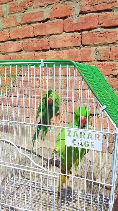 on mood taking fully breeder pair