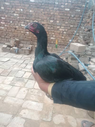 black aseel morgi for sale