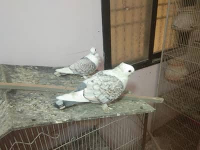 for video zero3313984838