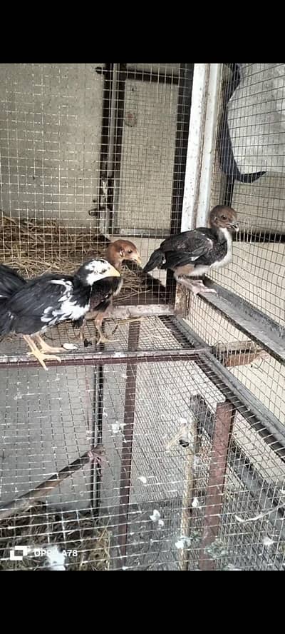 Thai and heera cross chicks