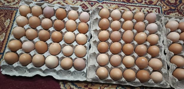 Original Lowmn brown chiken Eggs