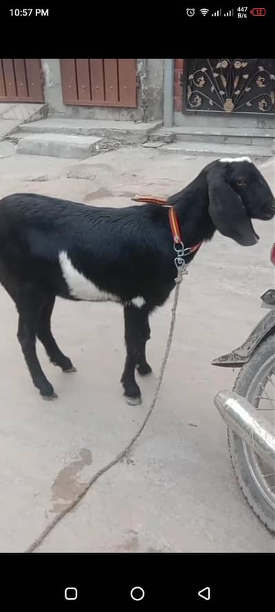 bakri for sale ha andazan 3 week ki pregnant ha two teeth ha