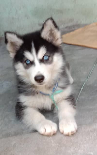 All puppies husky available home delivery available