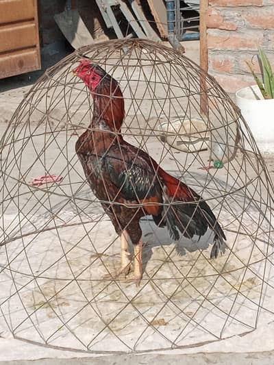 Aseel murga for sale white  blue ring eyes jor band choras nali