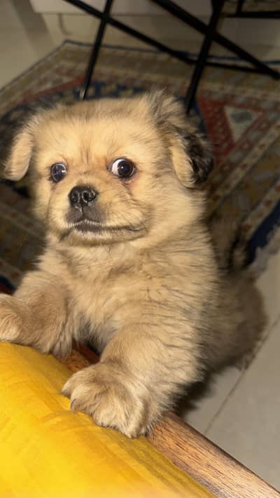 Tibetan spaniel