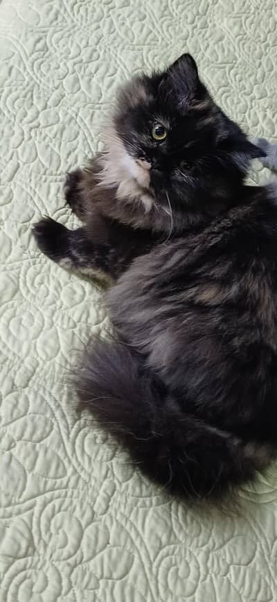 pure Persian female kitten