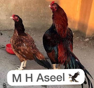 high quality amroha pair parents pic attached ghr ka pair hai