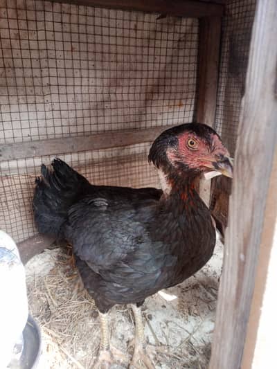 bhai nasl chicks 03054796748 WhatsApp number