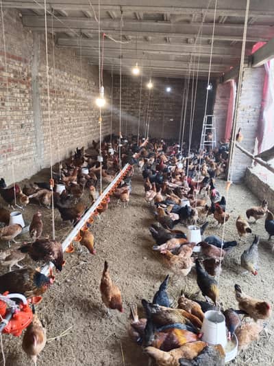 golden misri egg lying hens for sale