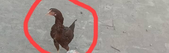 Aseel mianwali Murgi andon ke liye bilkul tayaar pehli dafa ande degi