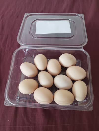 اسیل ہیرا مرغ کے انڈھے فروخت