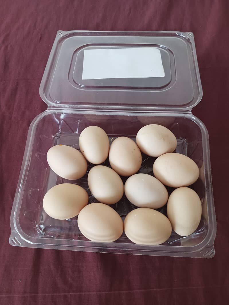 اسیل ہیرا مرغ کے انڈھے فروخت 0