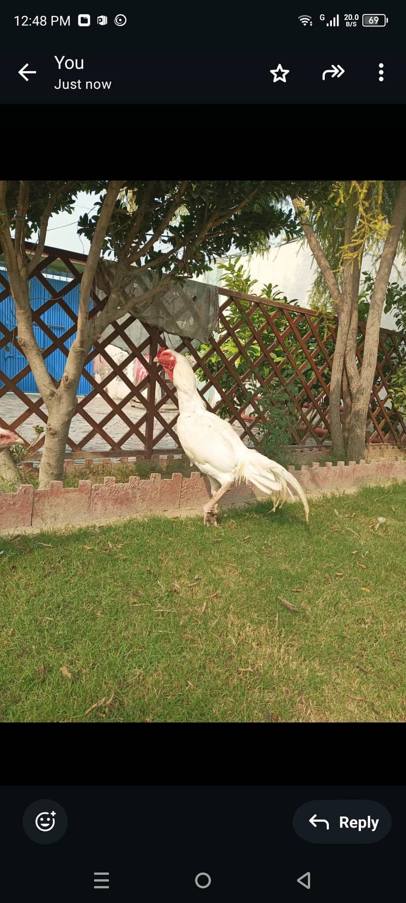 اسیل ہیرا مرغ کے انڈھے فروخت 1