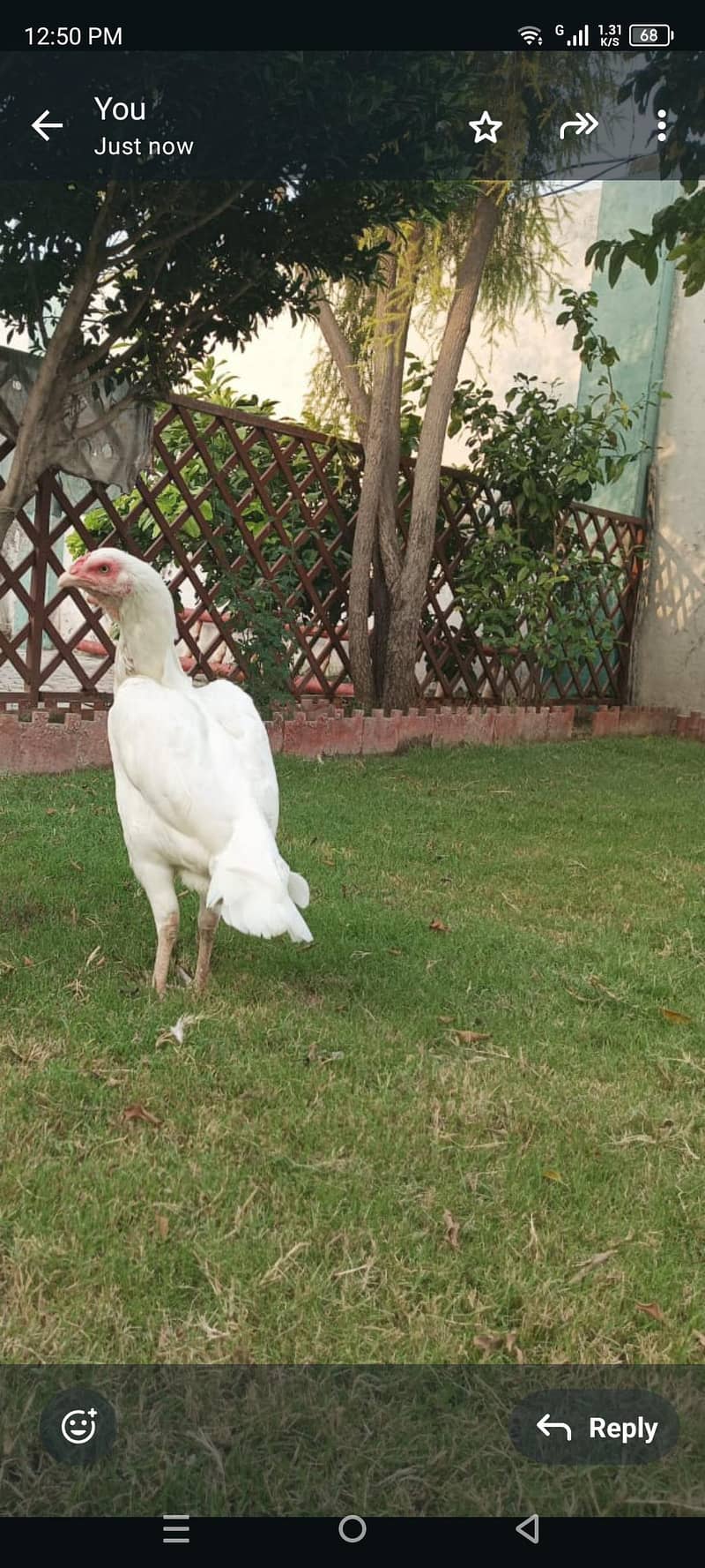 اسیل ہیرا مرغ کے انڈھے فروخت 2