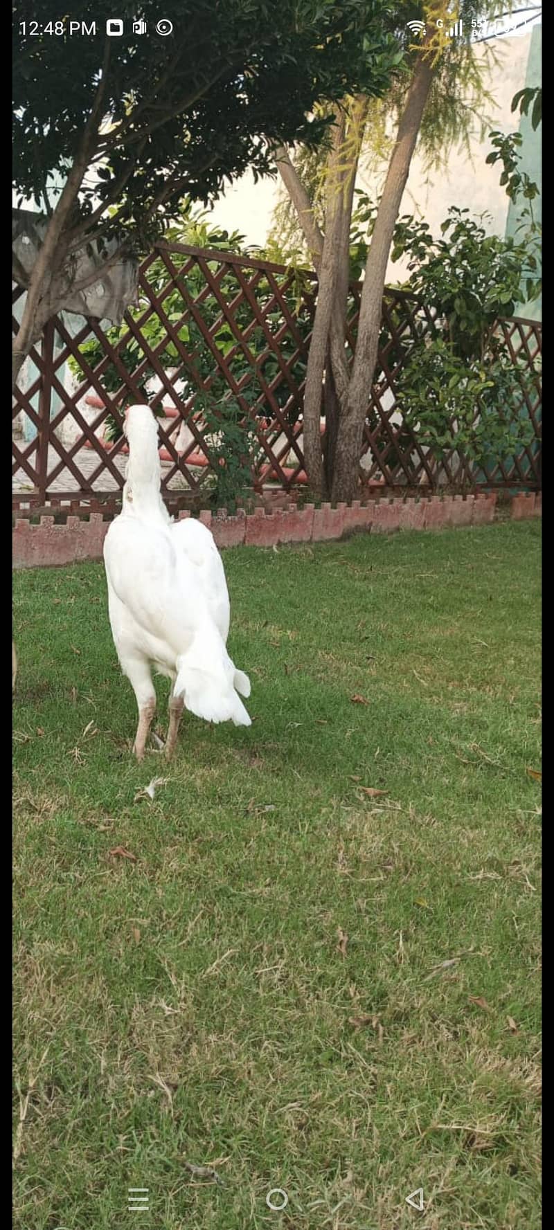 اسیل ہیرا مرغ کے انڈھے فروخت 3