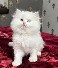 Persian kittens triple coat pair for sale contact whatsap 03013273082
