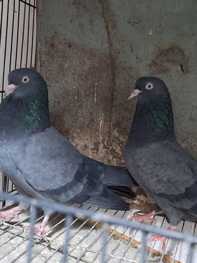 Royal blue teddy neele teddy