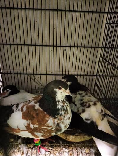 pair with 1 baby and 2 eggs