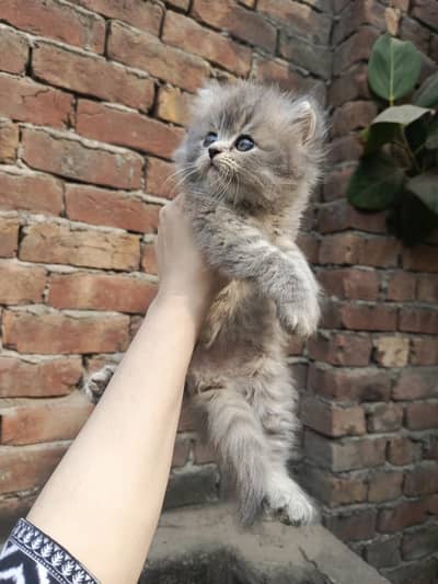 Persian kittens for sale