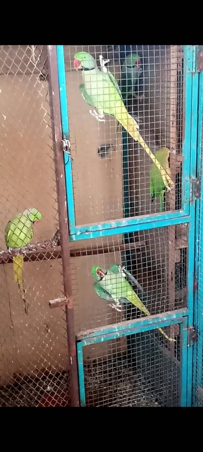 Raw Parrots Breeder Pair