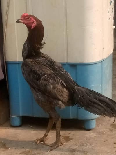 Aseel Pkoya Thai cross.  Home breed  healthy and fit animal