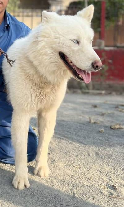 Alaskan Husky white malamute