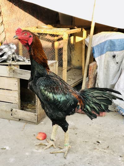 1 Murga or 2 Murgian