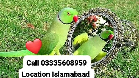 Hand Tamed Full Friendly Green Ring Neck Male Parrot Jumbo Size
