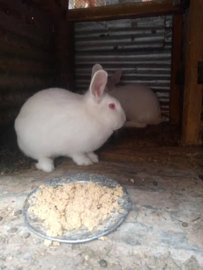 Newziland white red eye pair