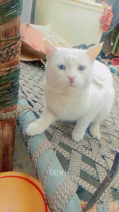 Pure White Cat