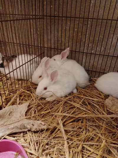 rabbits baby and male rabbits for sale