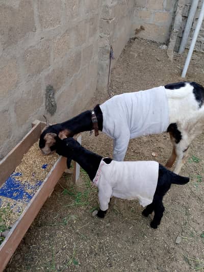 teddi bakri 3 or bache 3