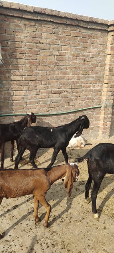 5 bakry qurbani k liya