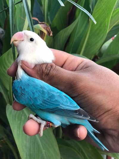 Mutition Love Bird For Sale