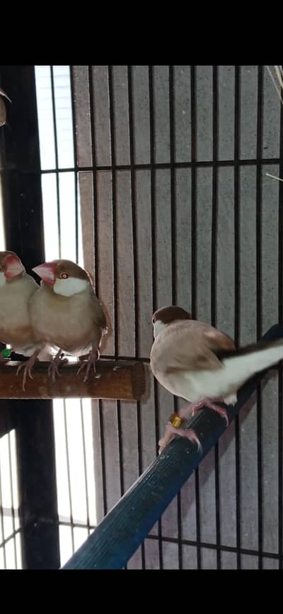 FAWN JAVA RED EYES BREEDER PAIR