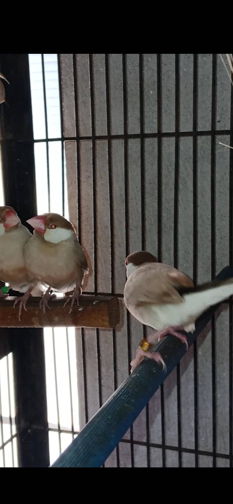 FAWN JAVA RED EYES BREEDER PAIR 0