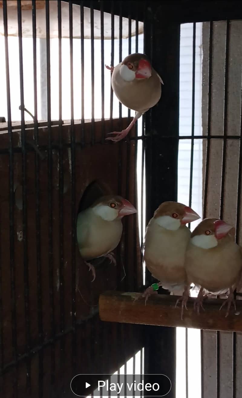 FAWN JAVA RED EYES BREEDER PAIR 1