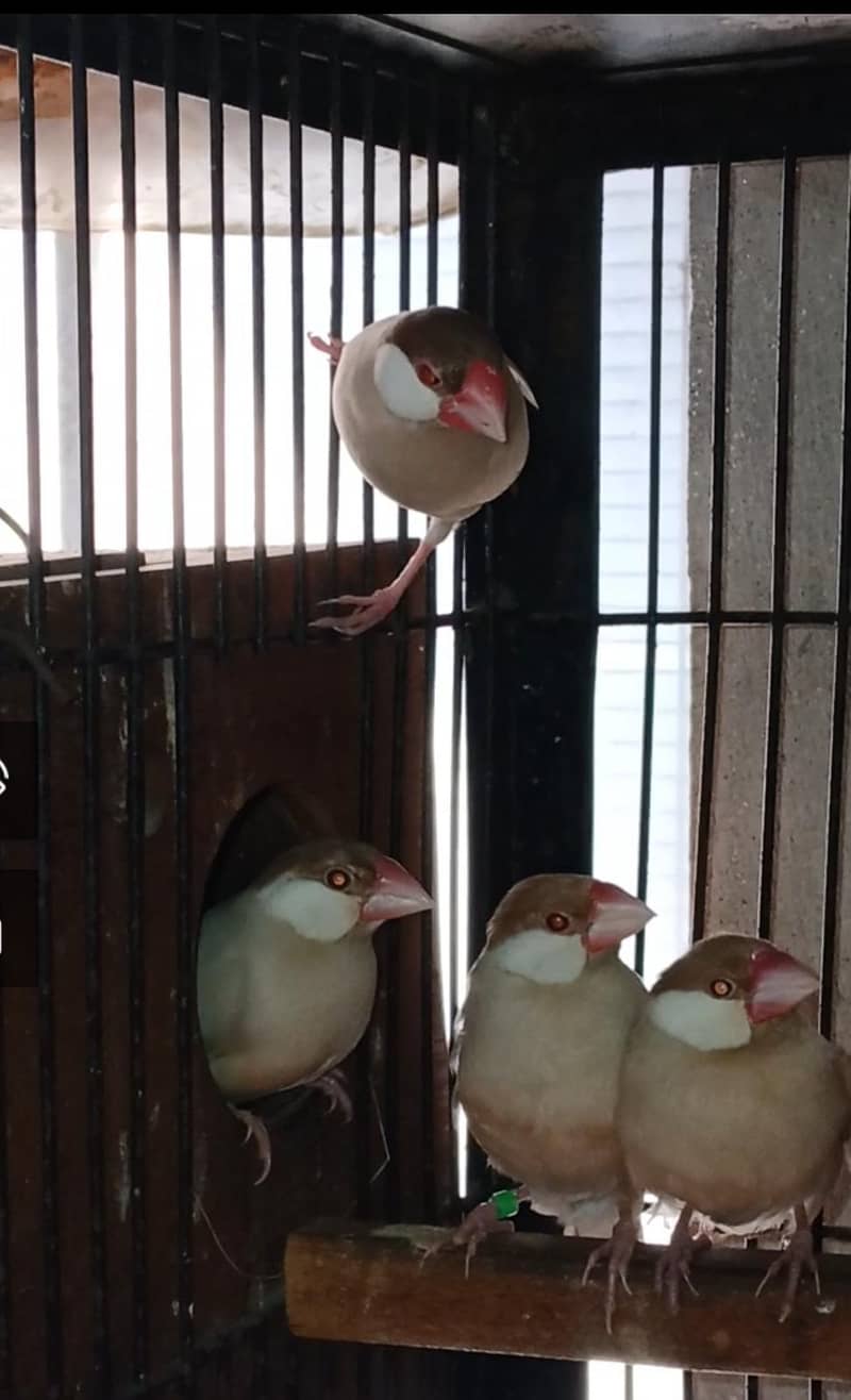 FAWN JAVA RED EYES BREEDER PAIR 2