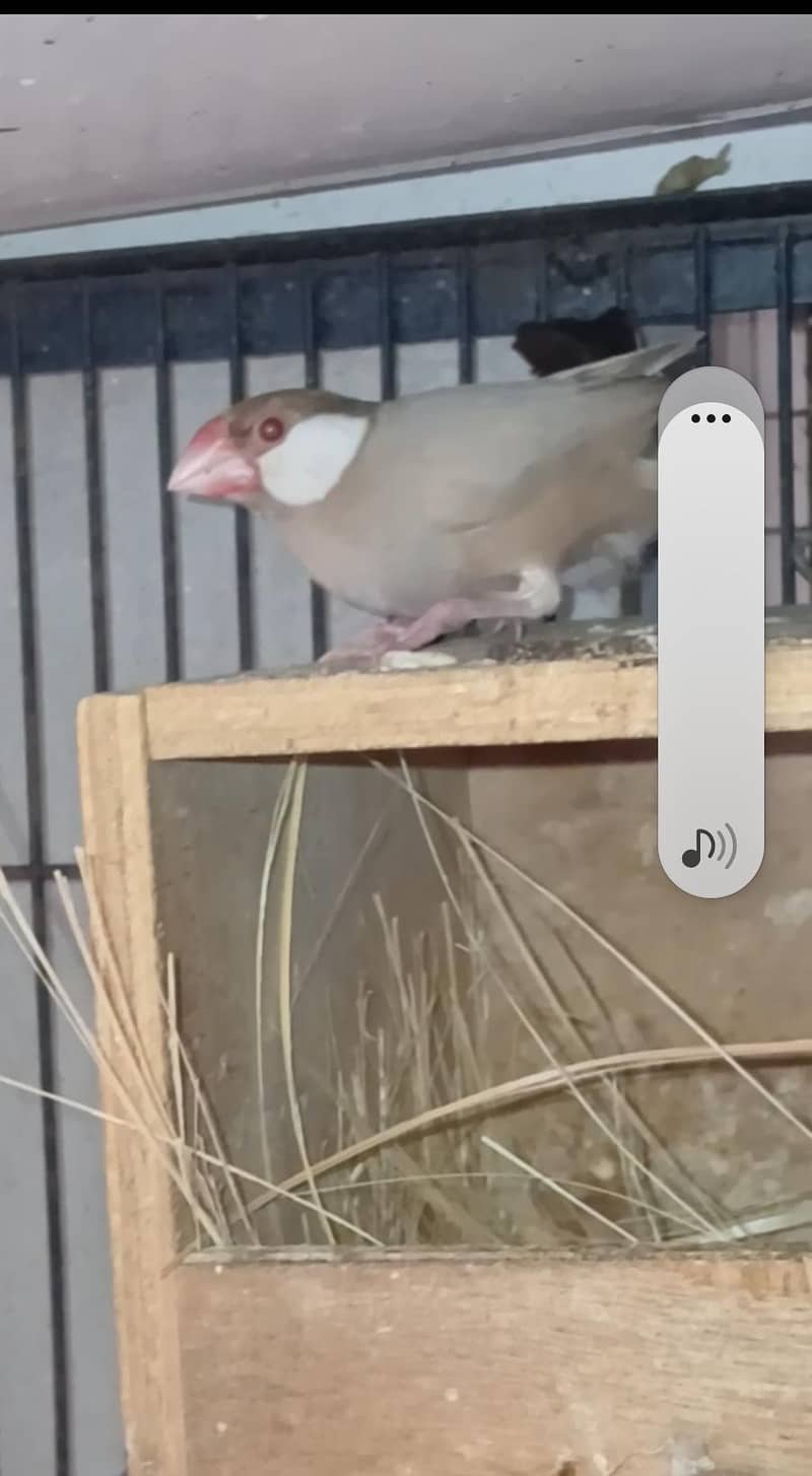 FAWN JAVA RED EYES BREEDER PAIR 3