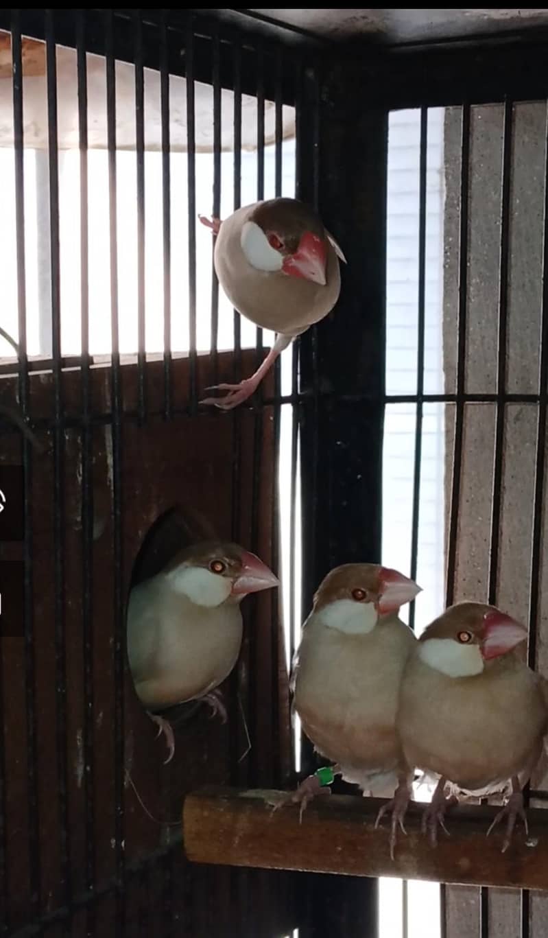 FAWN JAVA RED EYES BREEDER PAIR 4