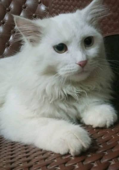 cats bhot achi he sell me he agar Kisi ko chaiye to Bata sakte hen