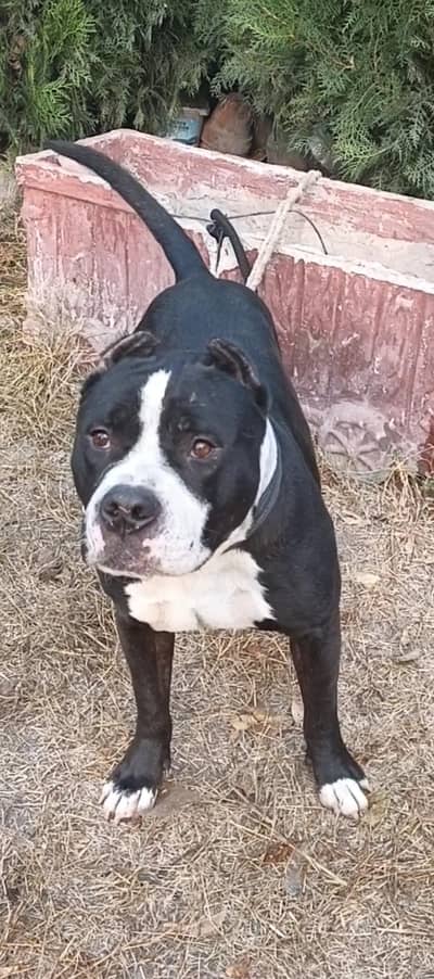 Pitbull dog for sale