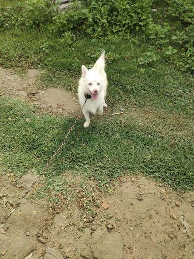 neme coco hai bat manta ha