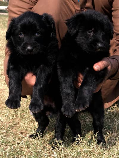 Black German Shepherd Pair | GSD | long coat puppy for sale