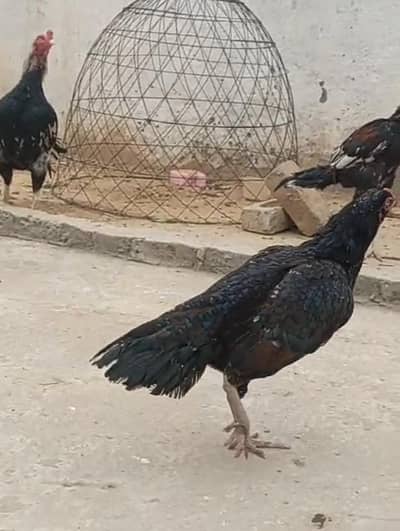 mushuki pure miawali aseel murgi