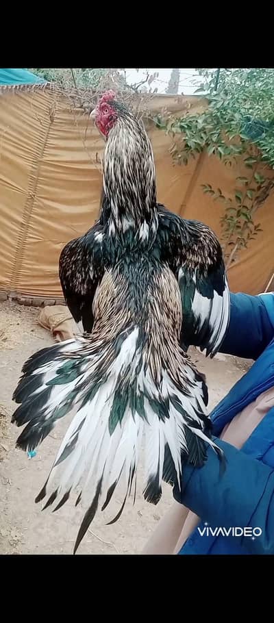 High class lassani jawa shoq ka prinda