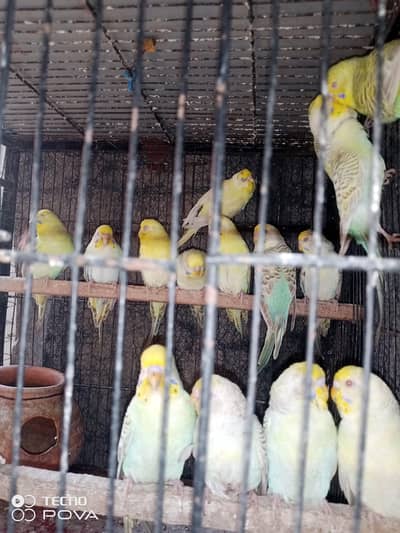golden face fellow budgies