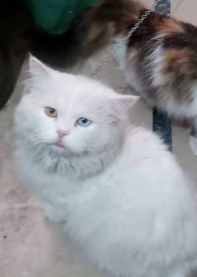 Persian cat double colored eyes