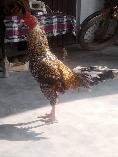 Boht hi piyary colour ma  murga Hy